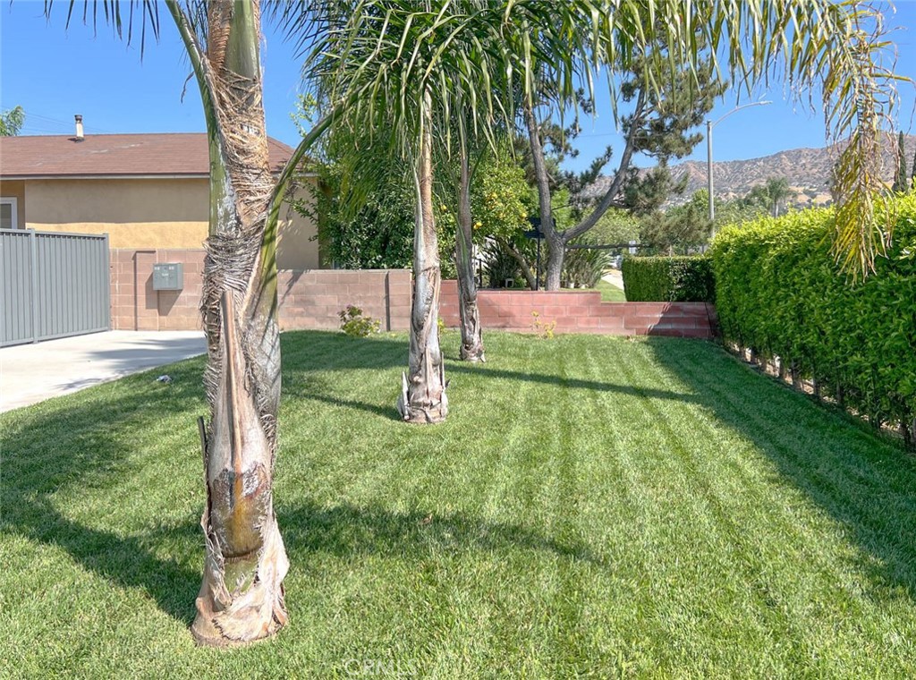 a view of backyard with tree