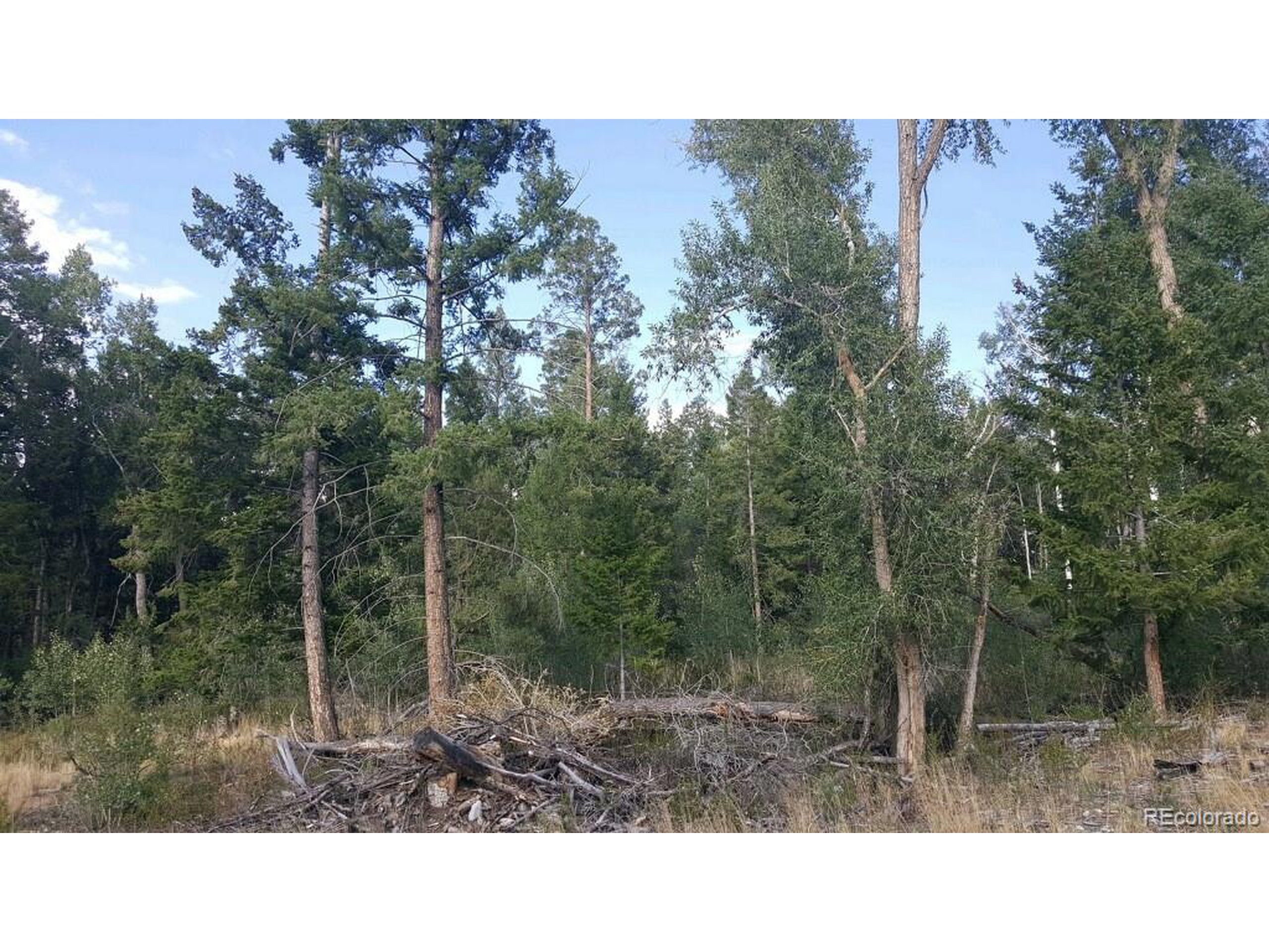 a open area with trees in the background