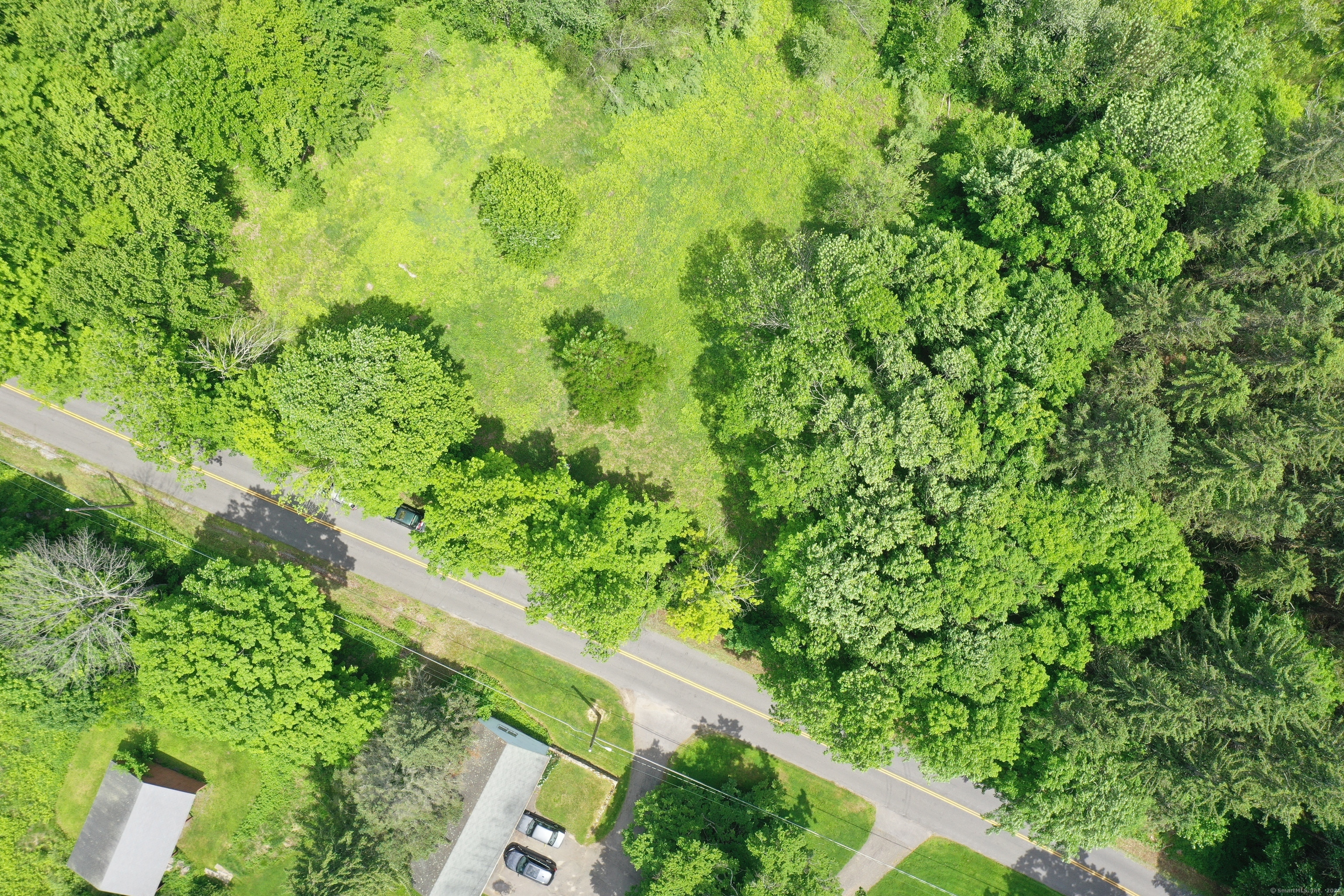 a view of a lush green forest with large trees