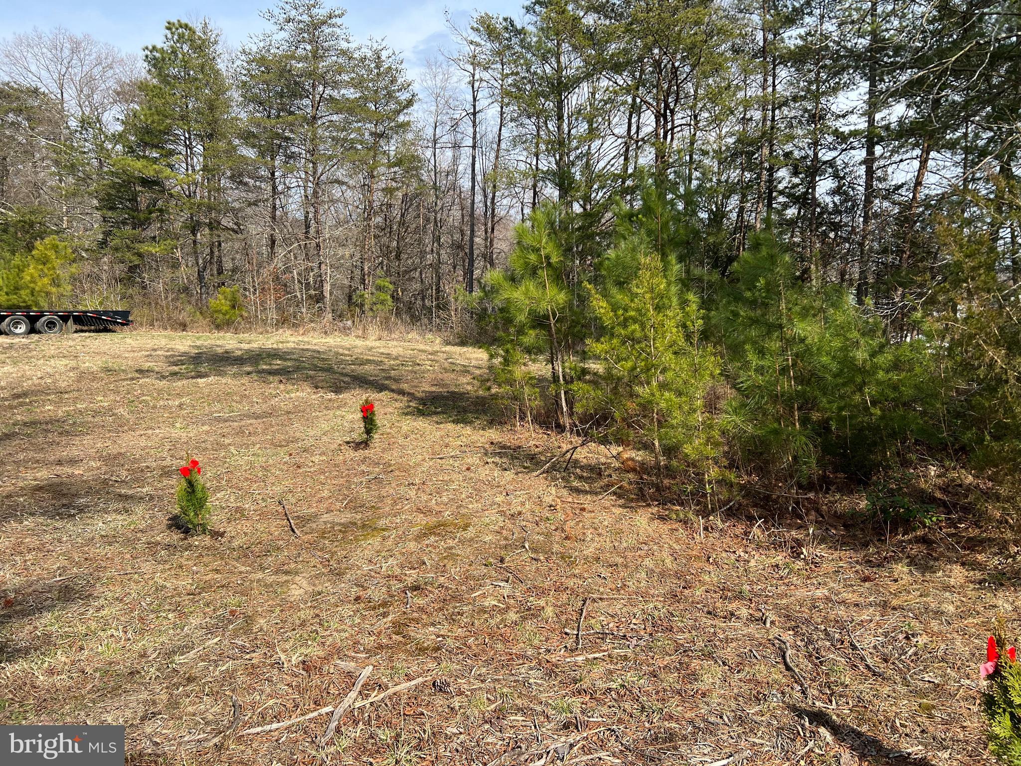 a view of a dry yard with trees