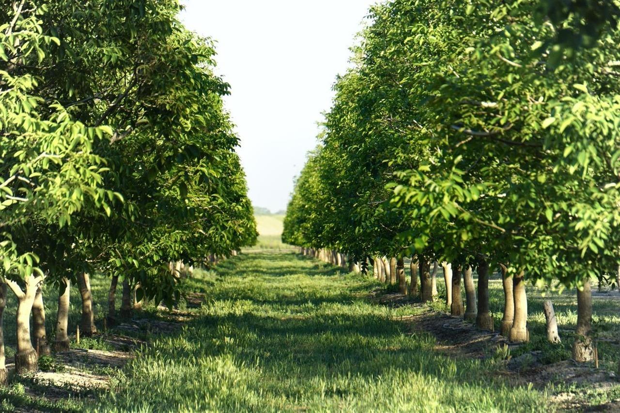 a view of backyard with green space