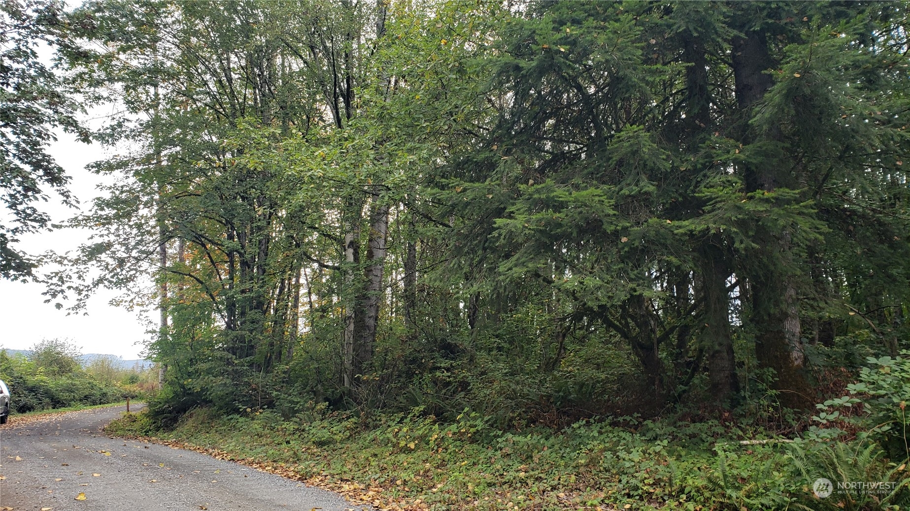 a view of a forest with trees in the background