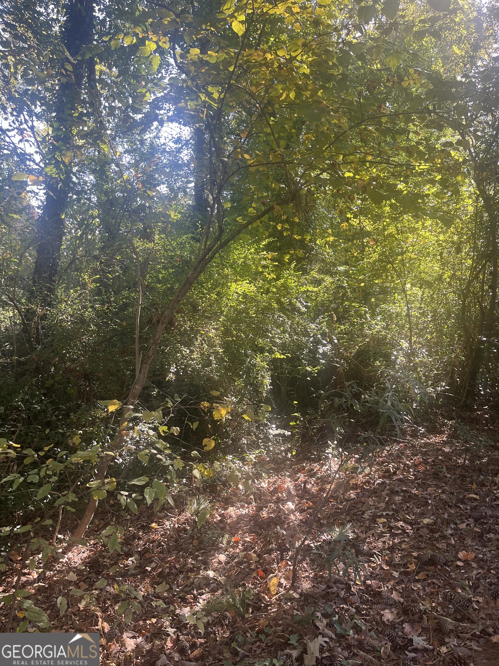 a view of a forest