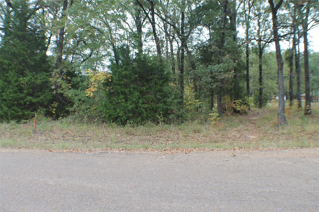 a view of forest with trees