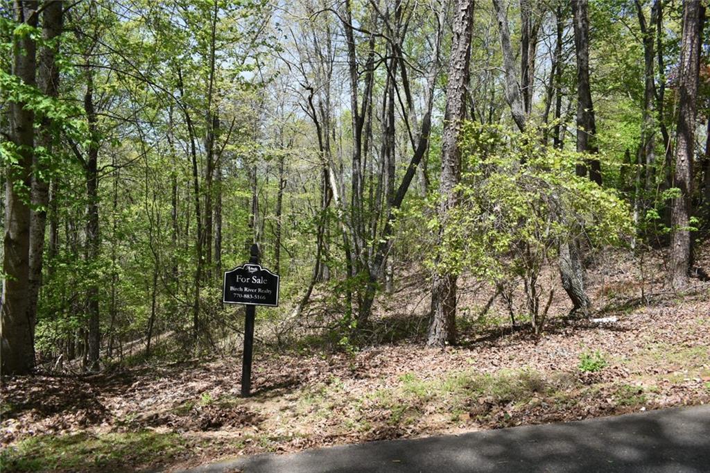 a view of a forest with large trees