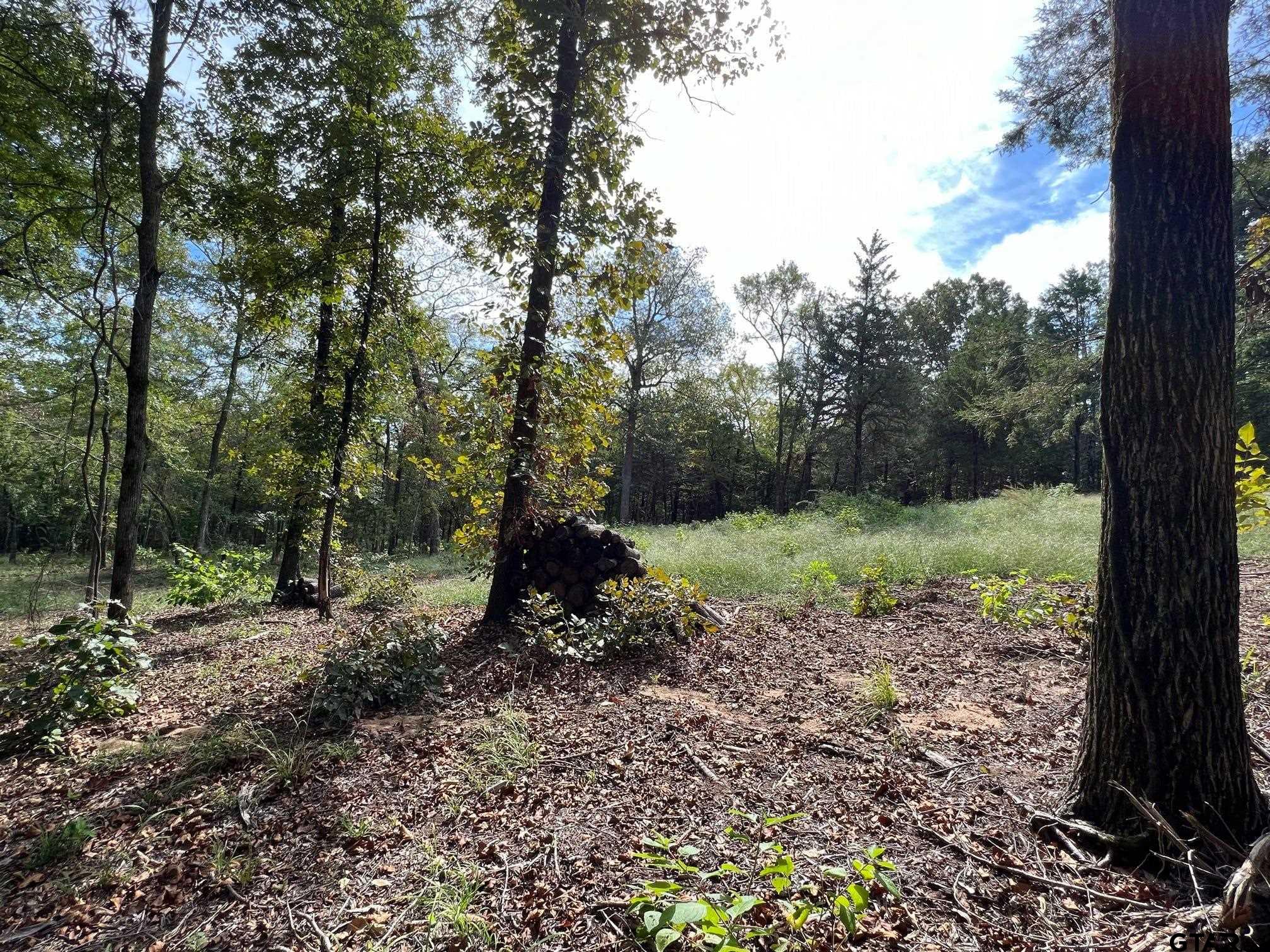 a view of a forest