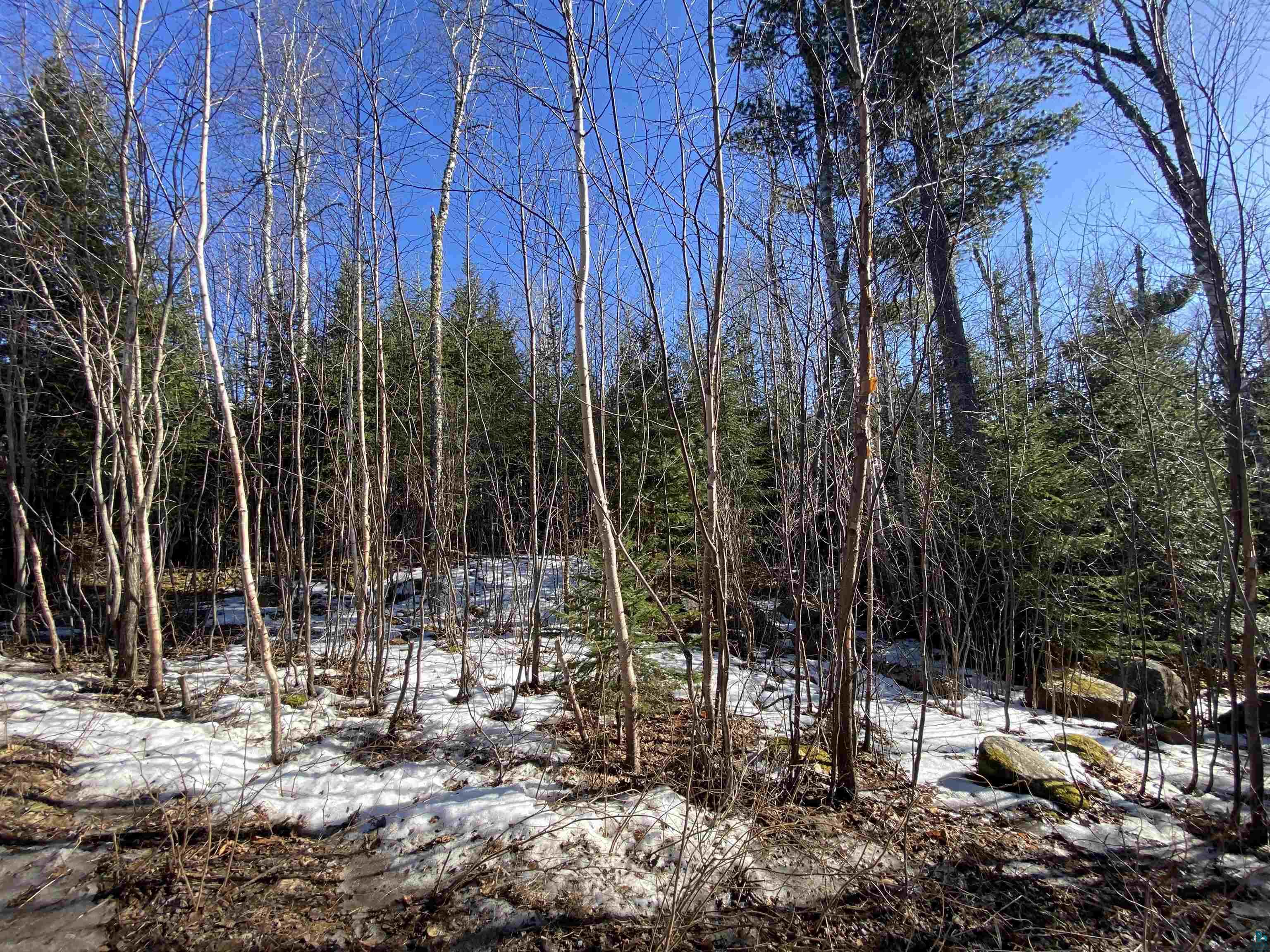 View of snowy landscape