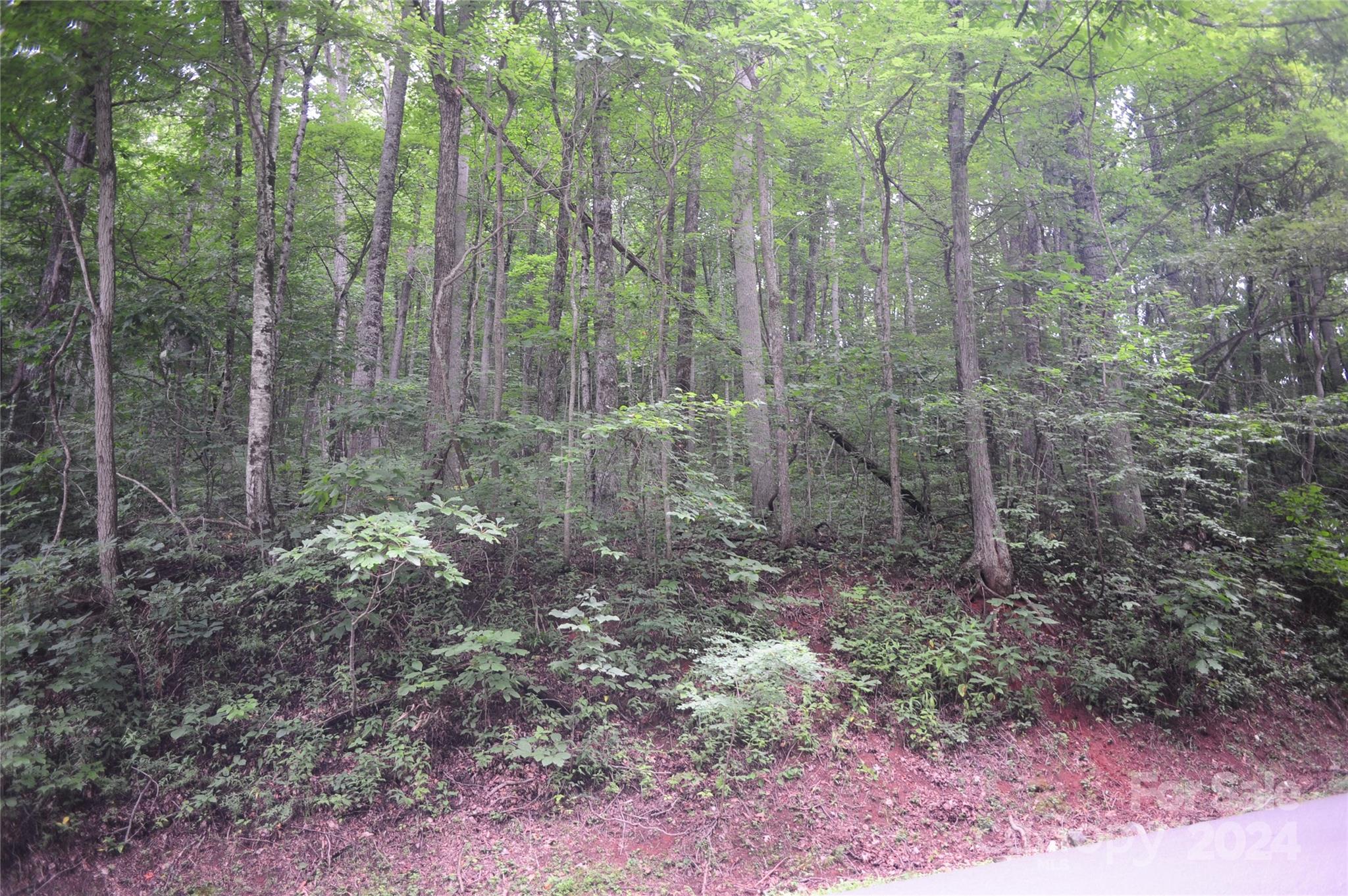 a view of a forest that has large trees