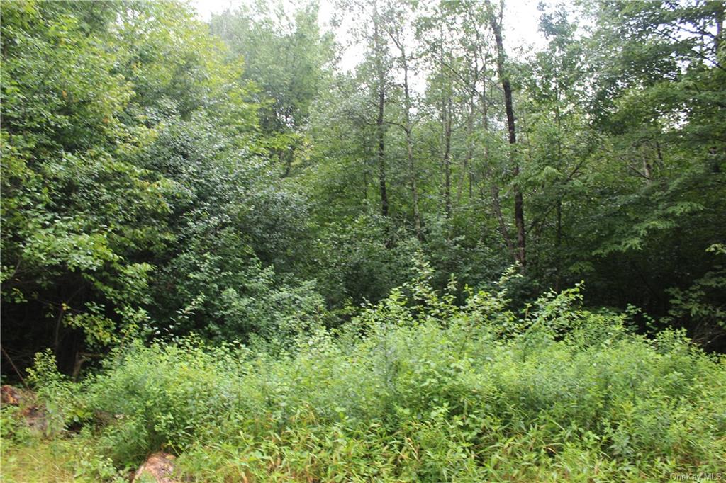 a view of a lush green forest