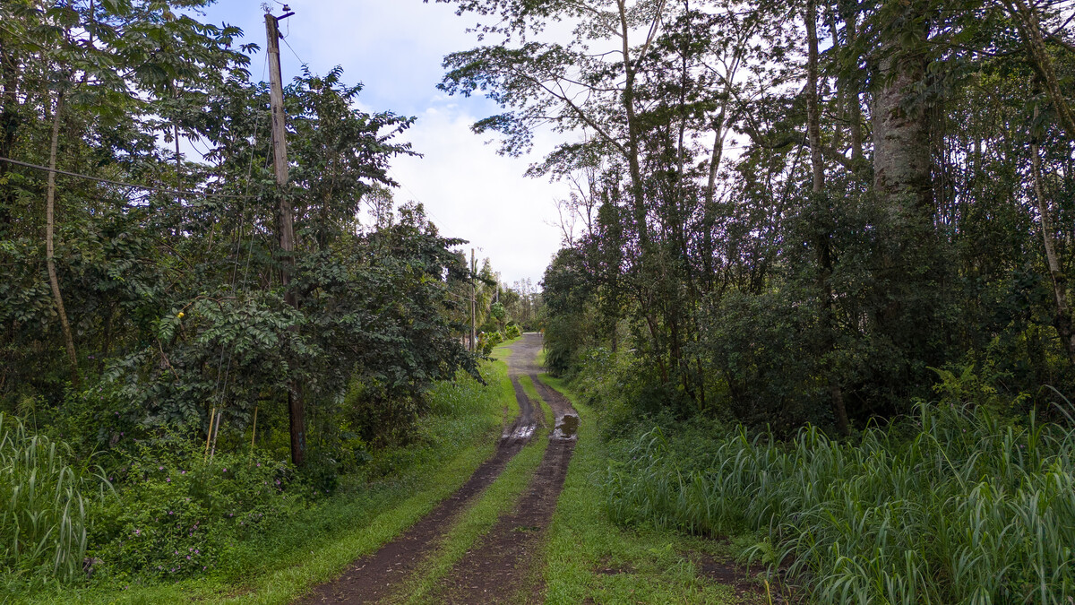 a view of a lush green forest with lots of trees