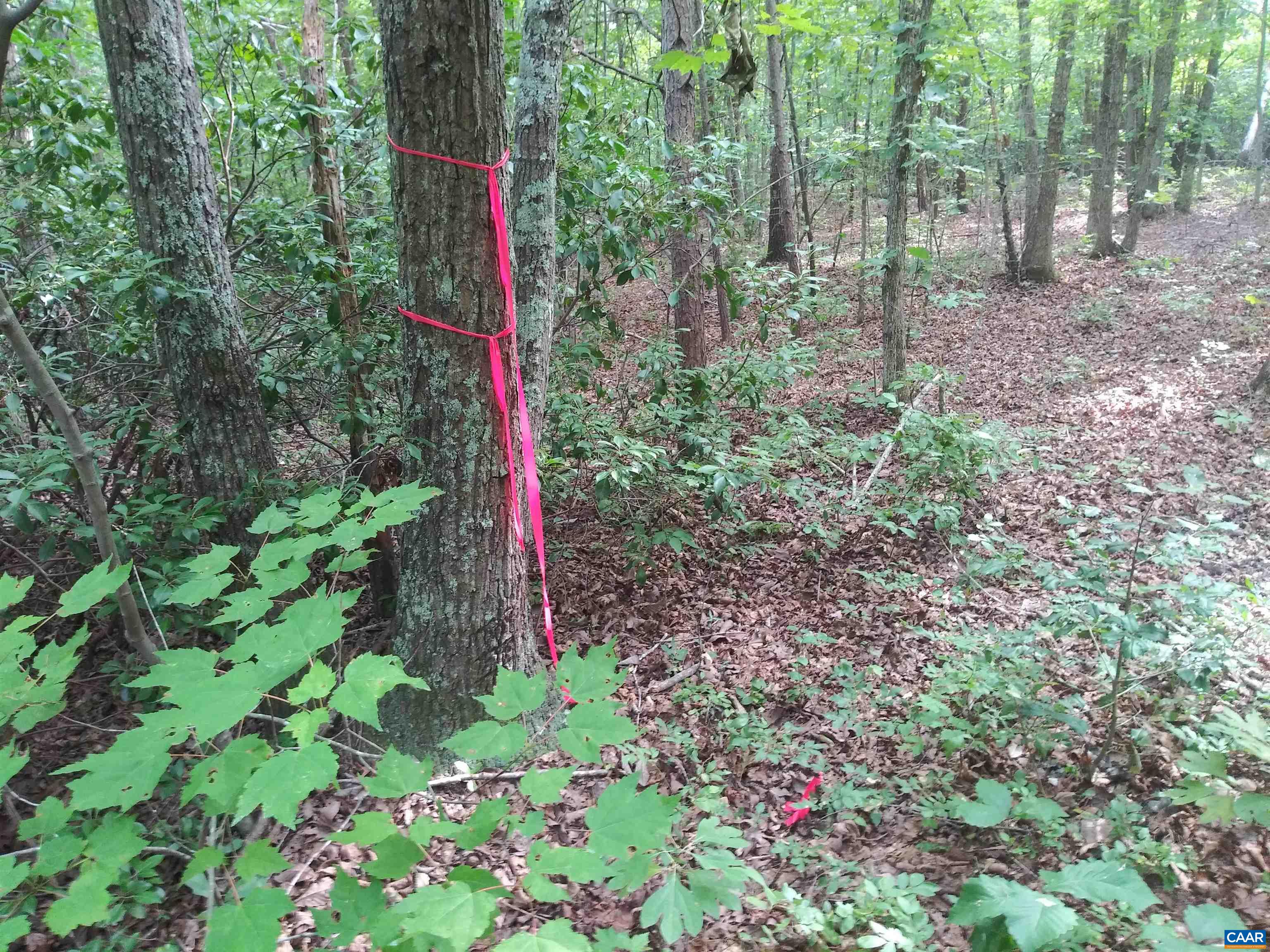 a view of plant in the forest