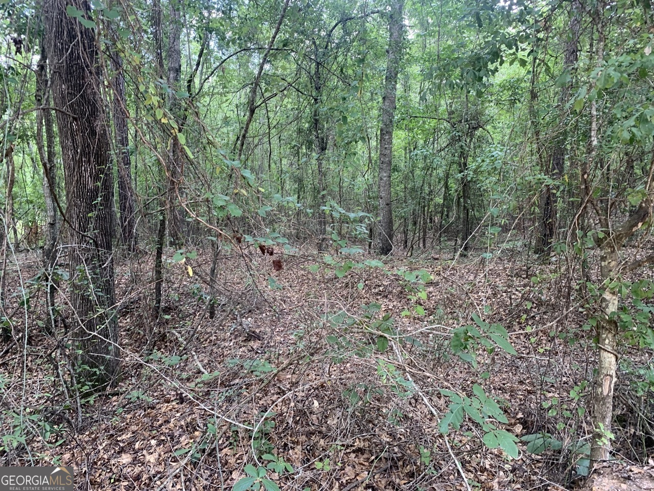 a view of a forest that has large trees