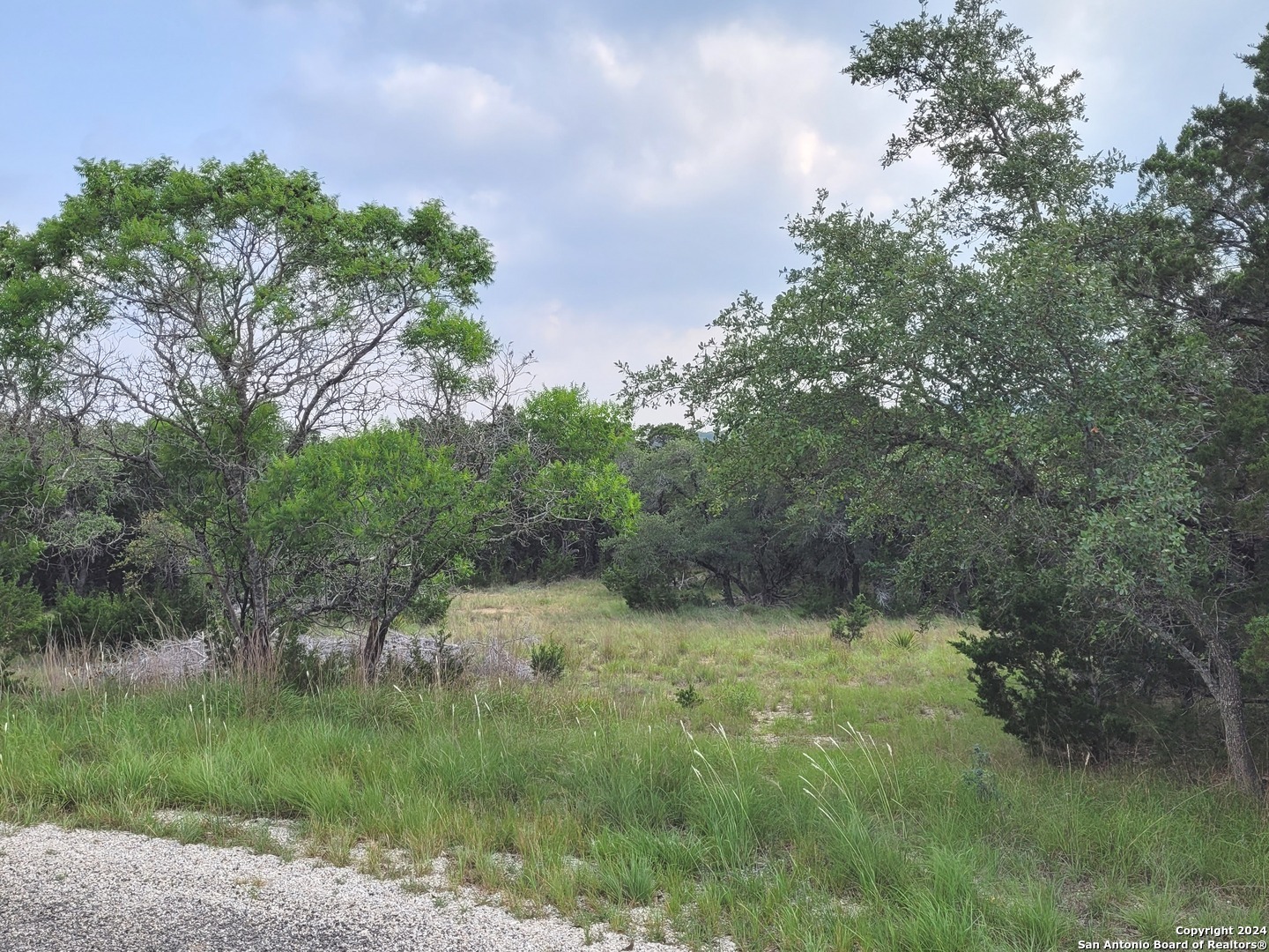 a view of a lush green forest with lots of trees