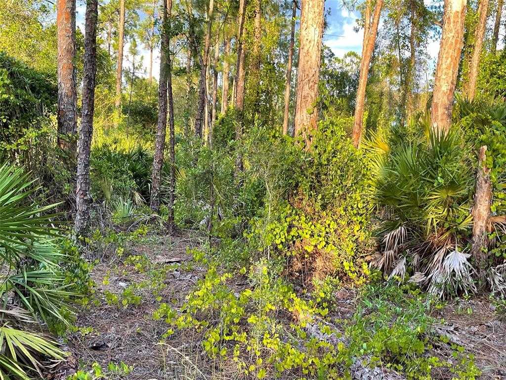 a view of a garden