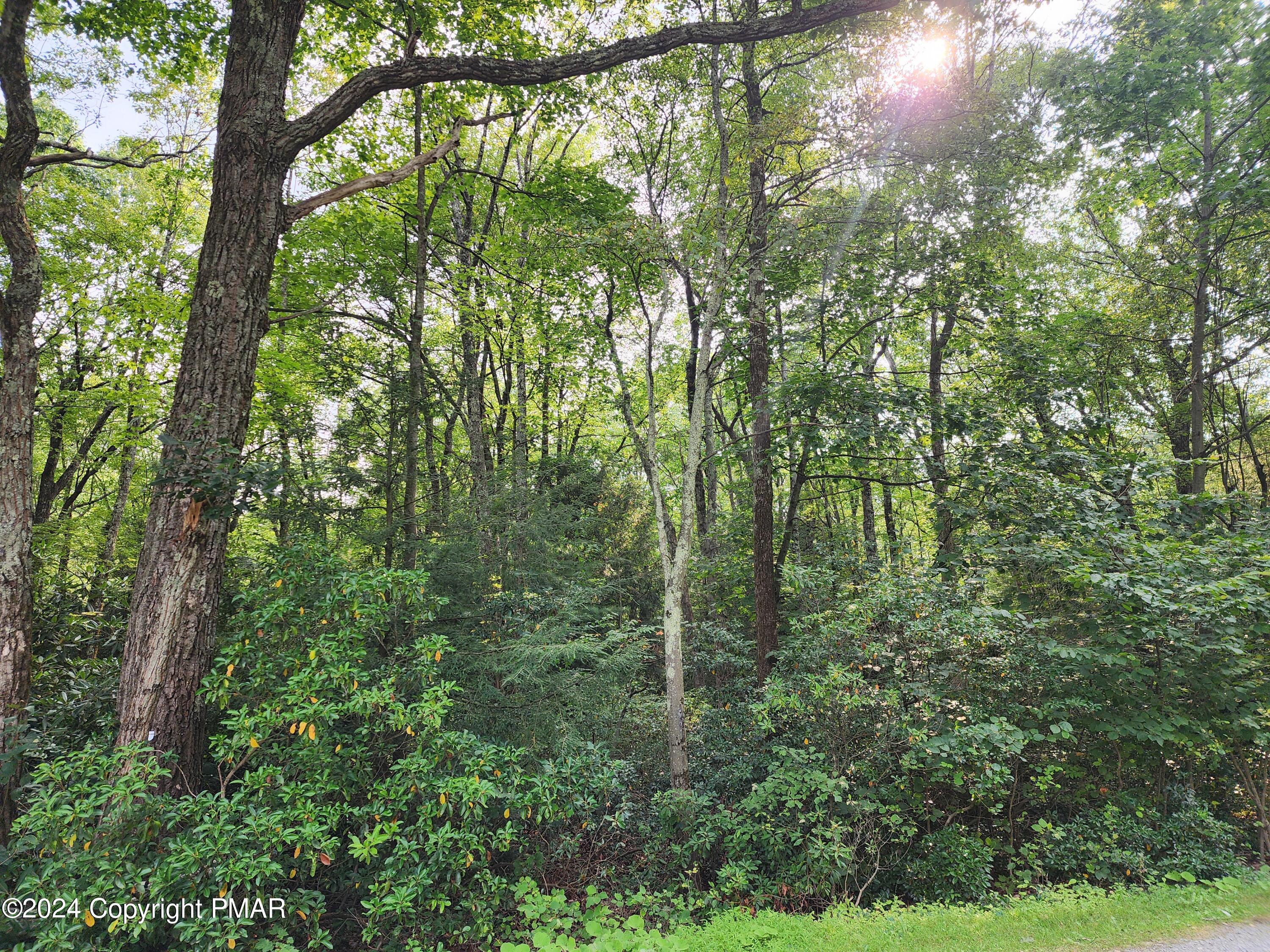 a view of forest