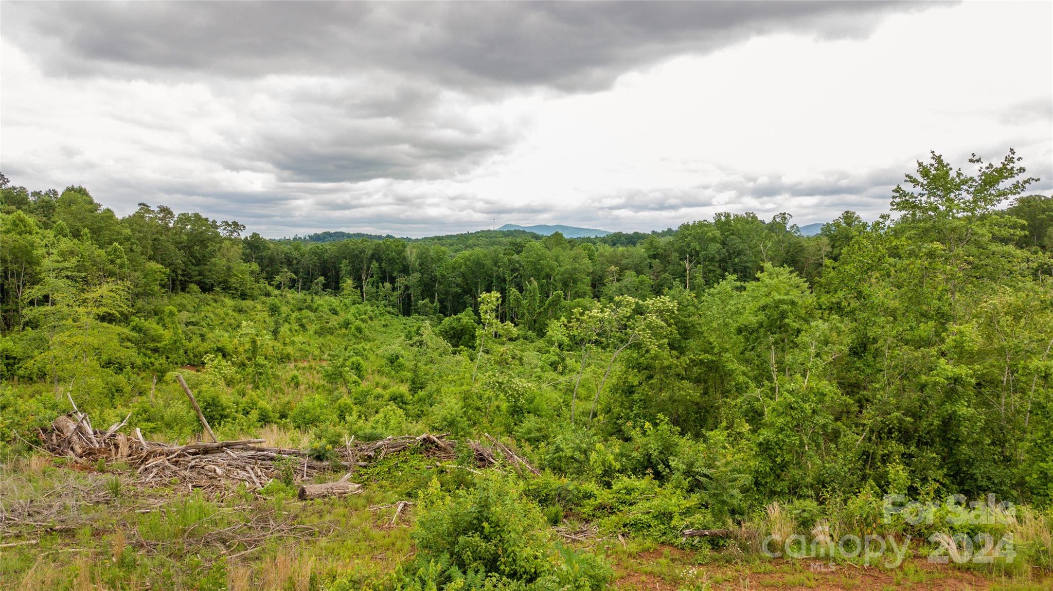 a view of a bunch of trees in a field