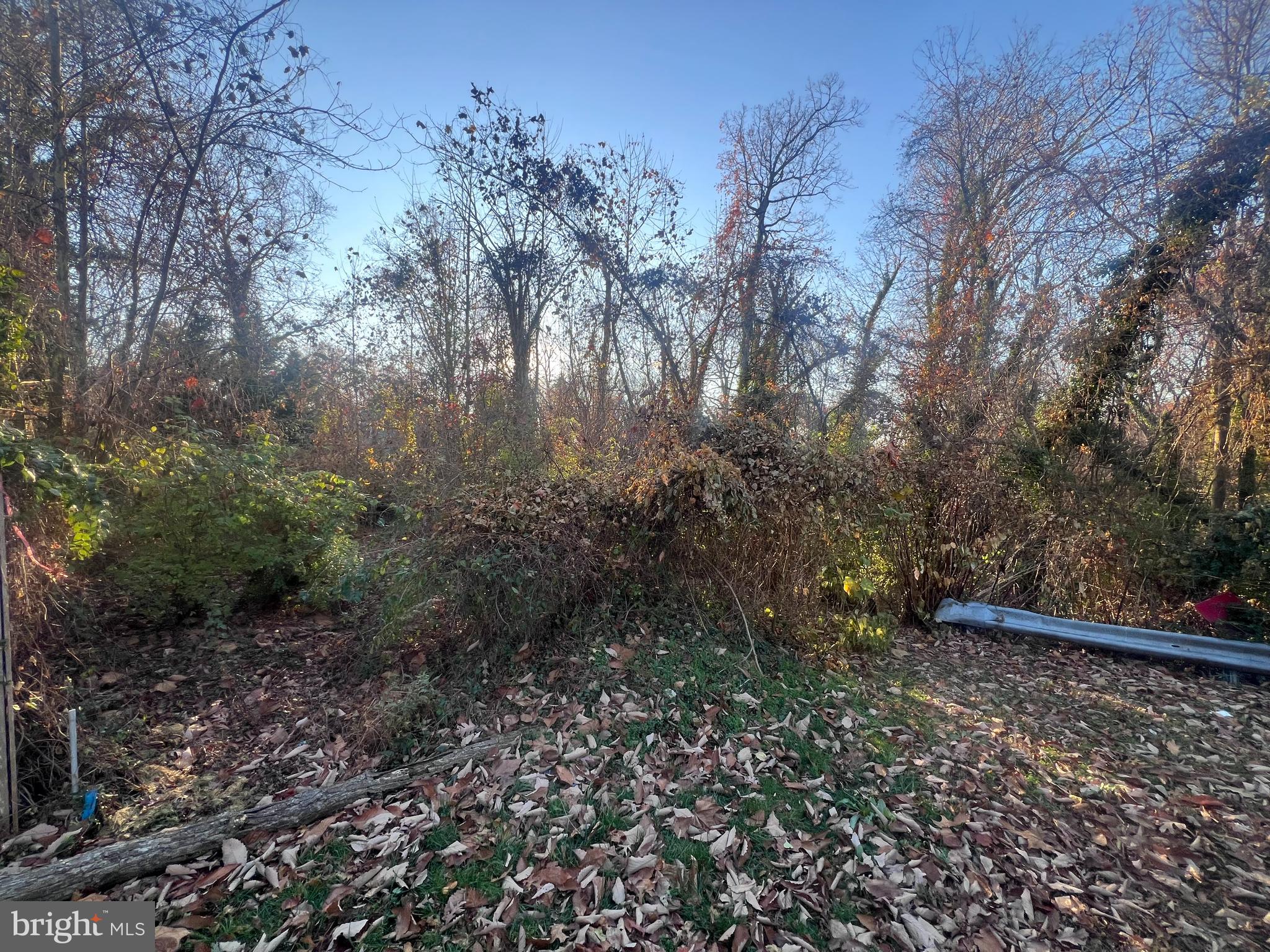 a view of a yard with plants and trees