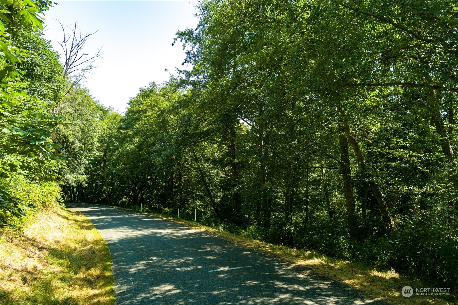 a view of a trees with a yard