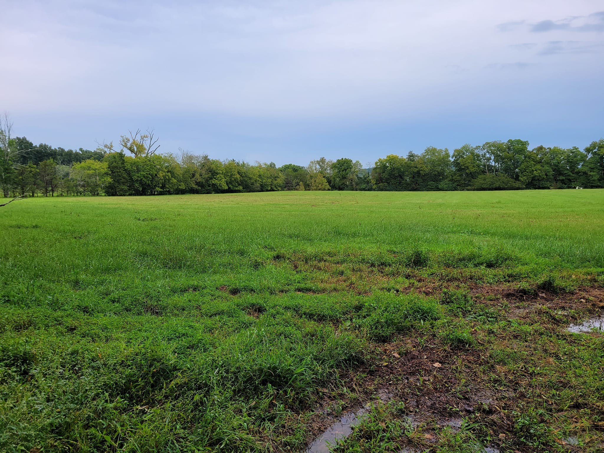 a view of a field with trees in the background