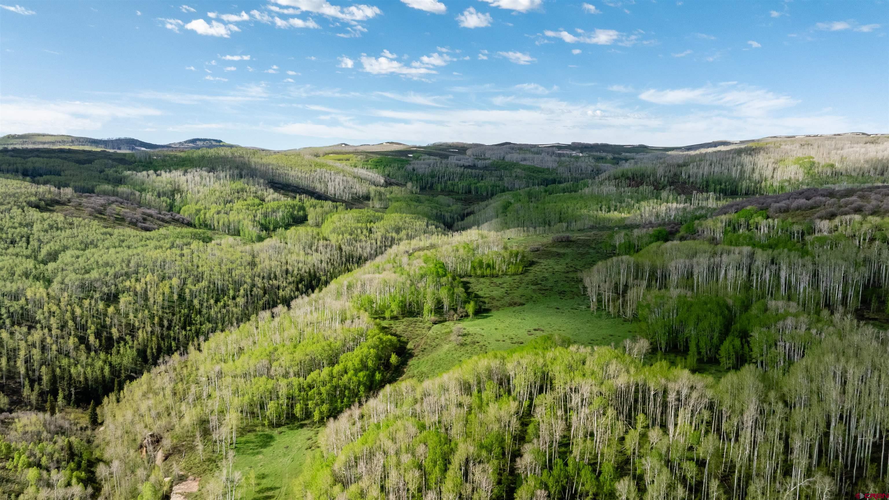 a view of a lush green forest with lots of trees