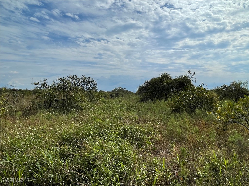 a view of a field of grass and trees