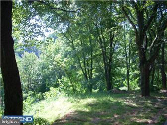 a view of lush green forest