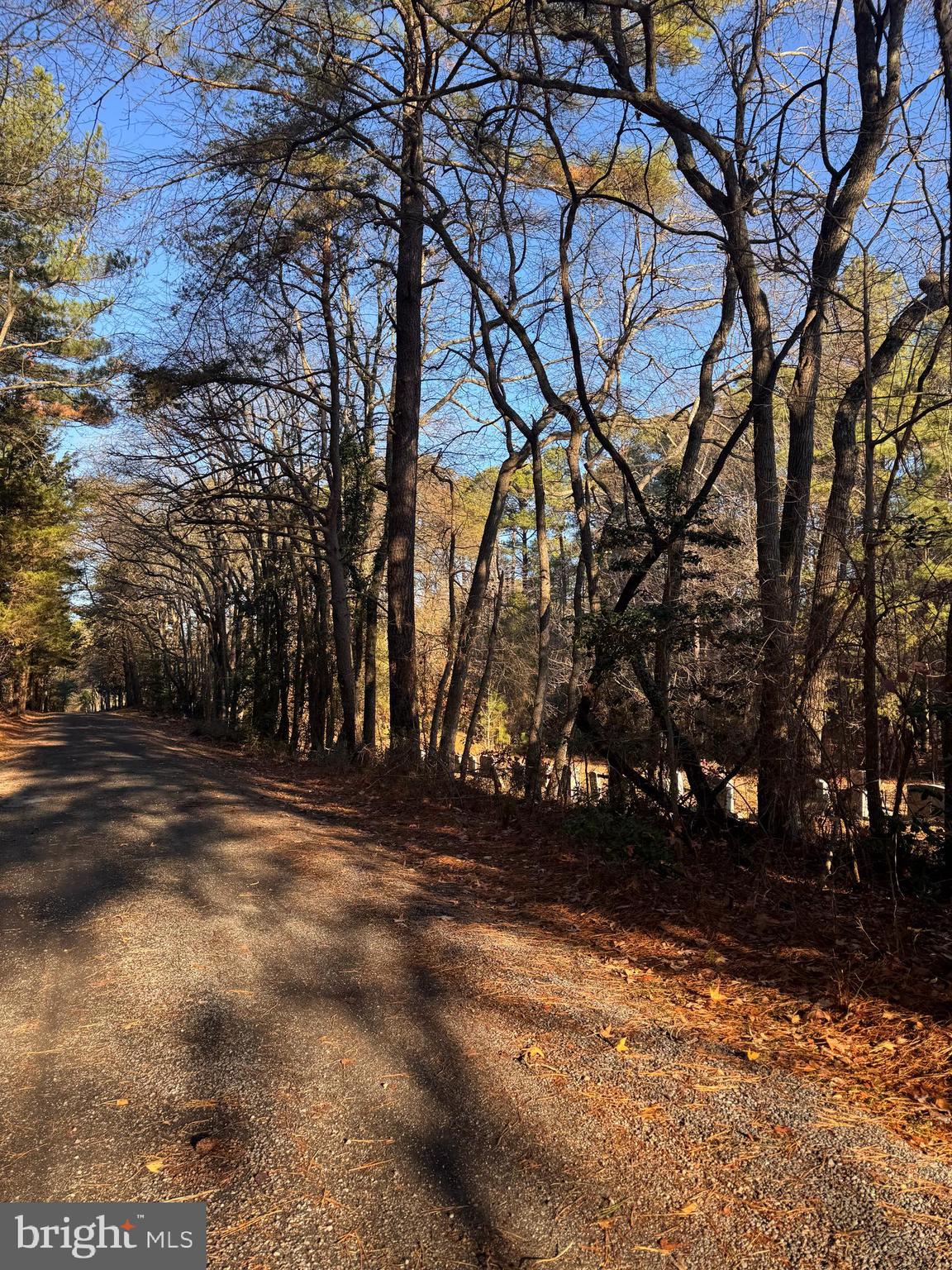 a view of a yard with trees