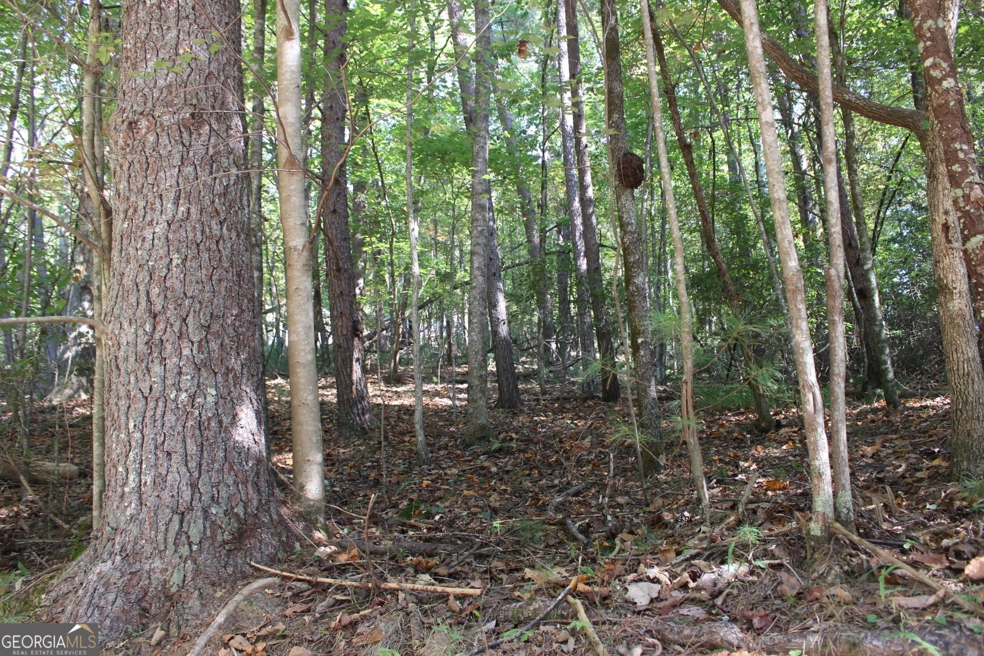 a view of forest