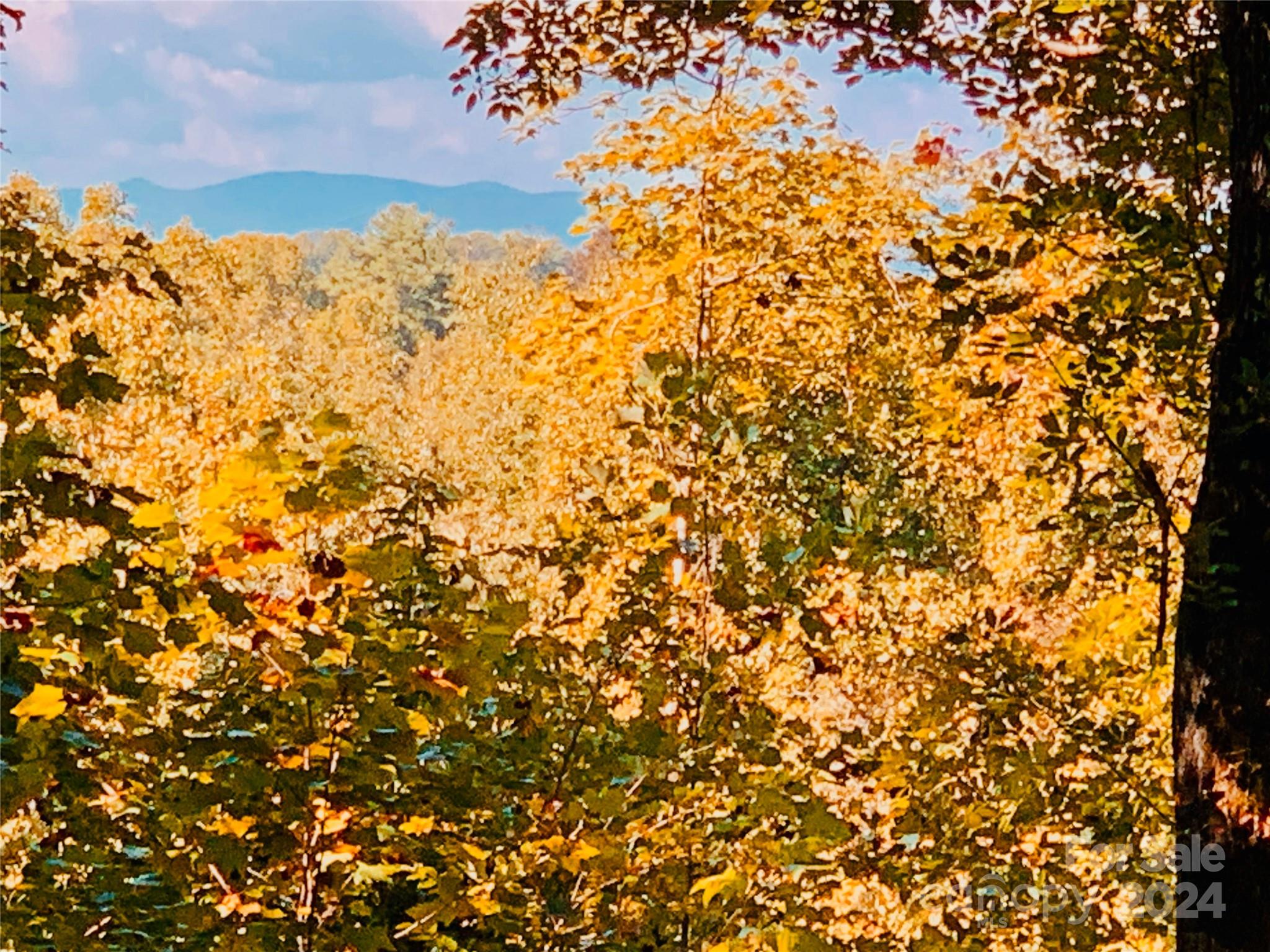 a view of a yard with a tree