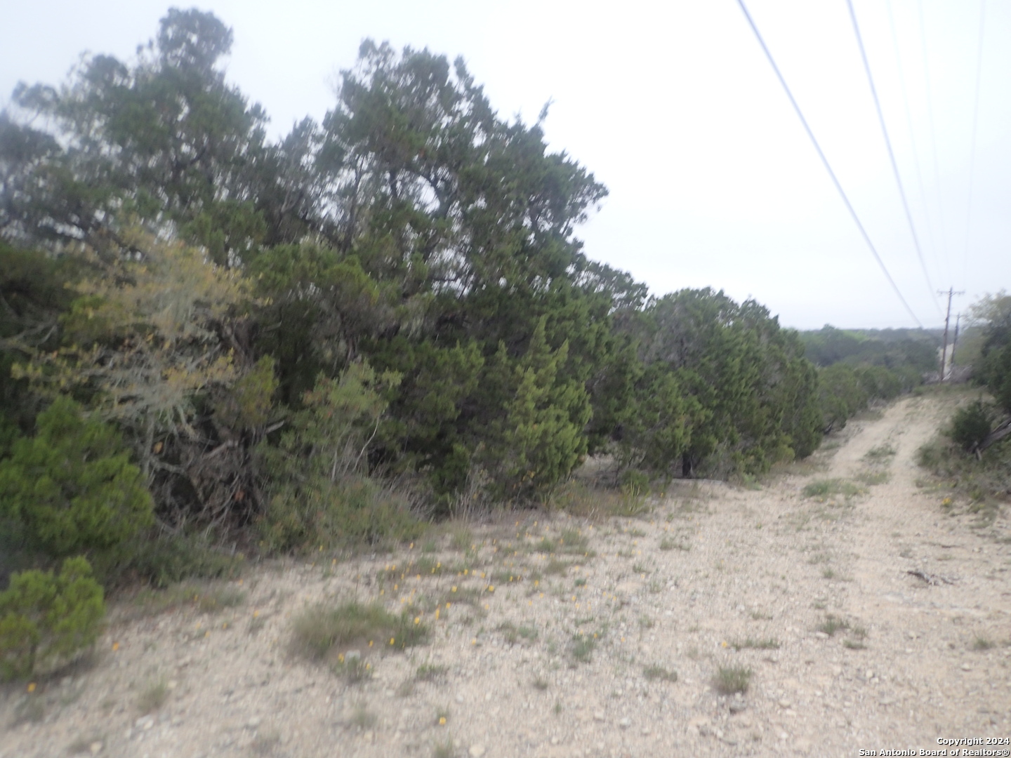 a view of a forest with trees in the background