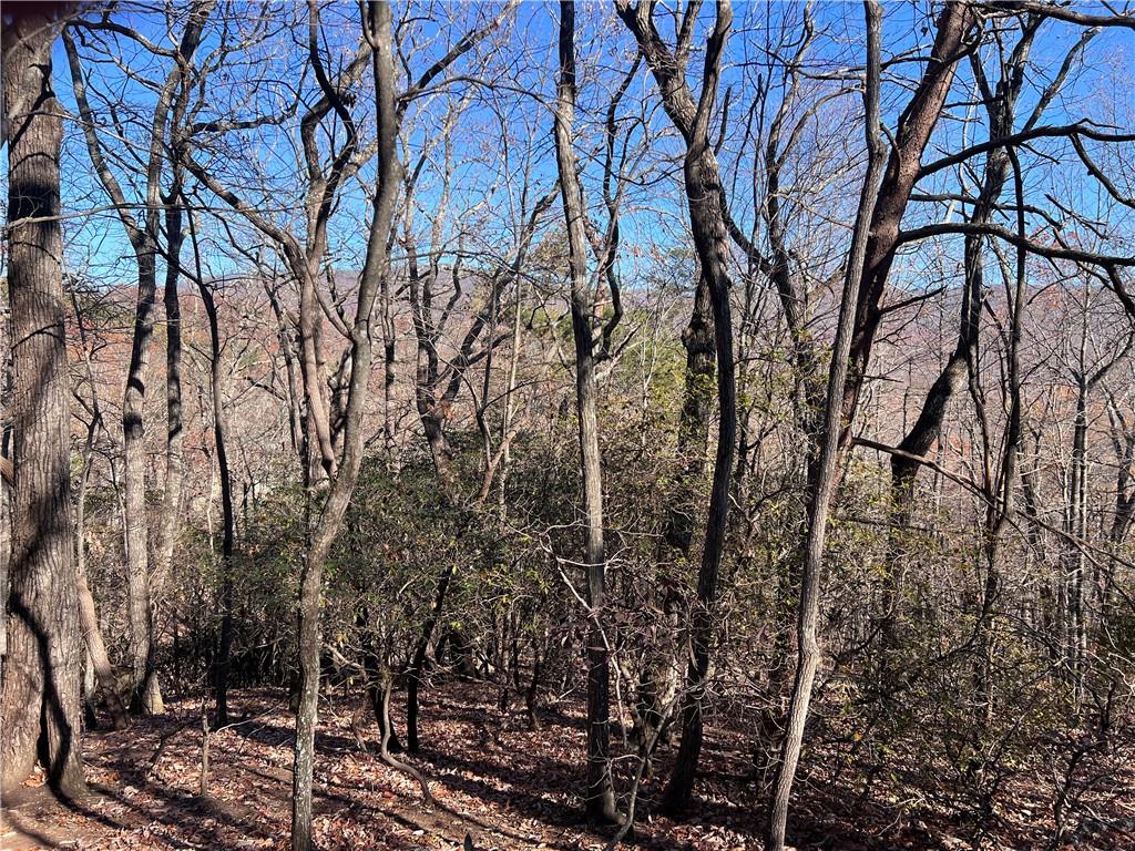 a view of a forest with lots of trees