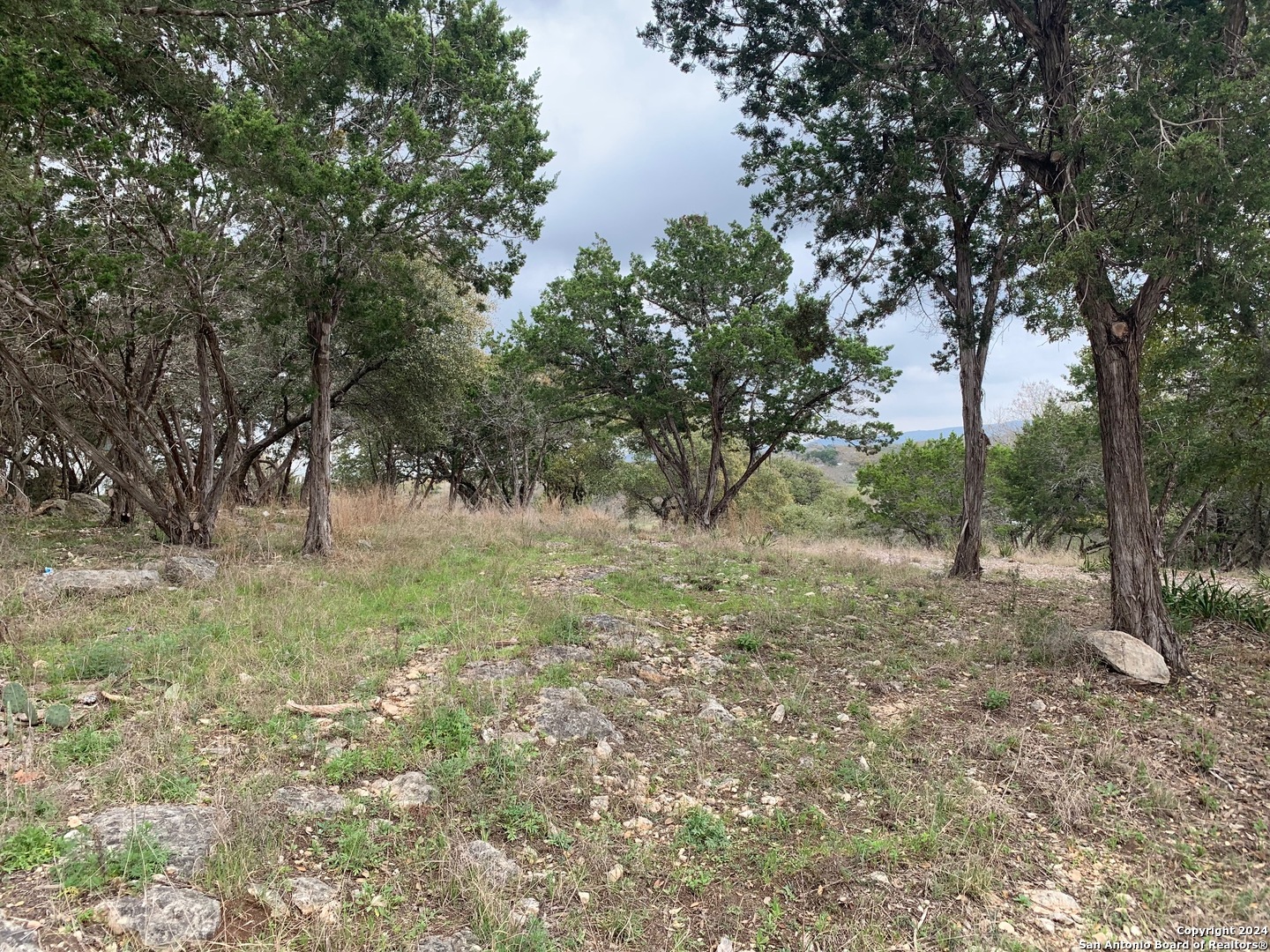 a view of a forest with trees in the background