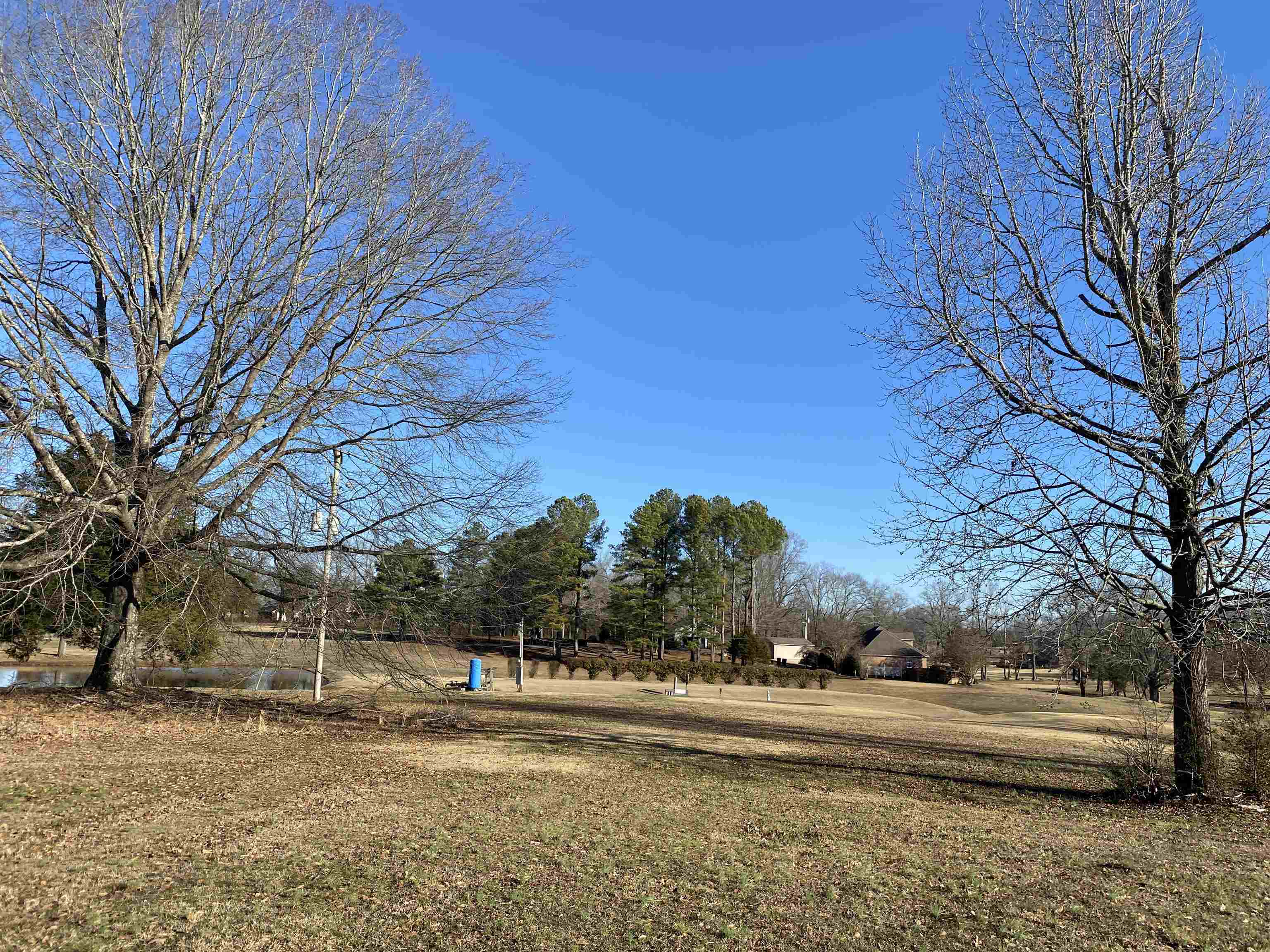 a view of a yard with large trees