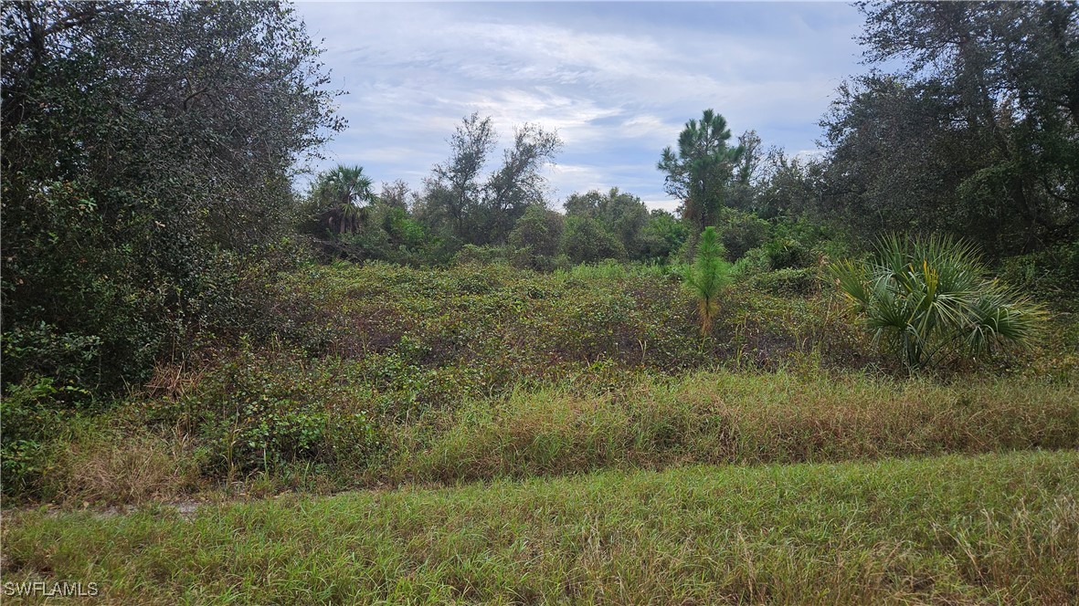 a view of a lush green forest with lots of trees