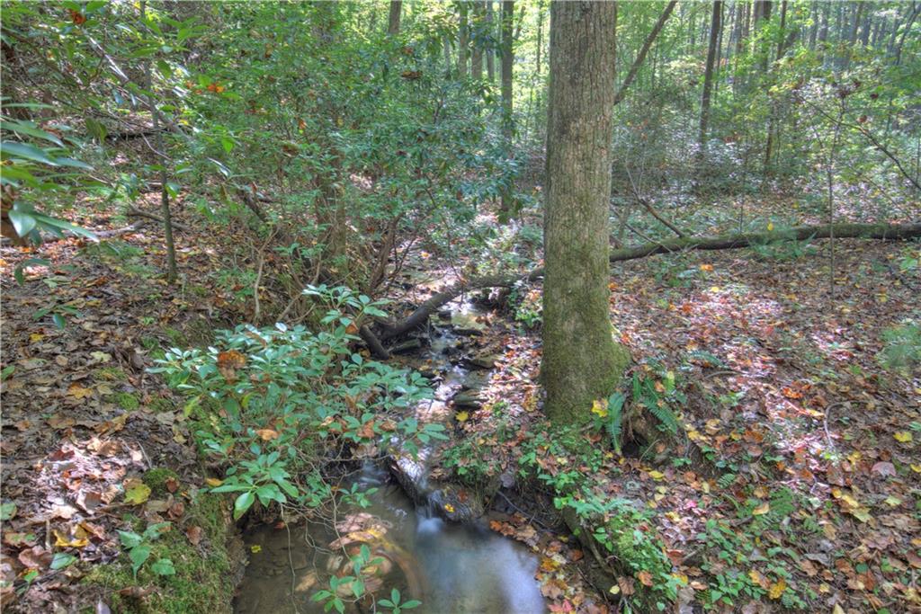 a view of a forest with trees