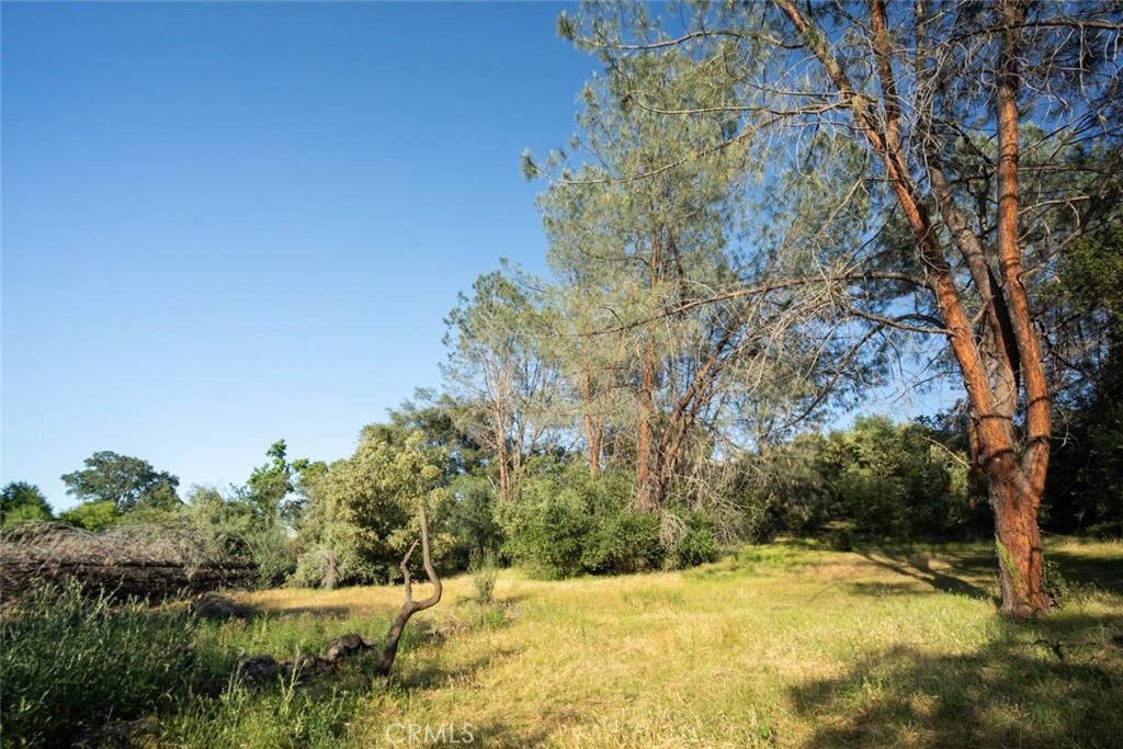 a view of a yard with a tree