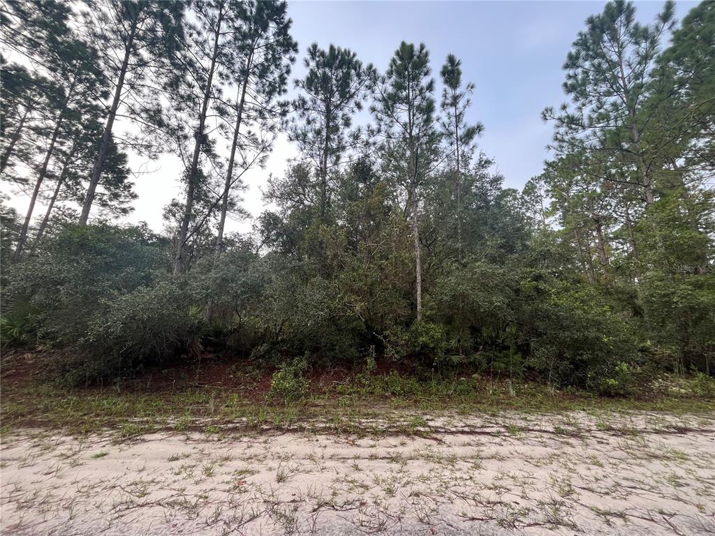 a view of a yard with trees