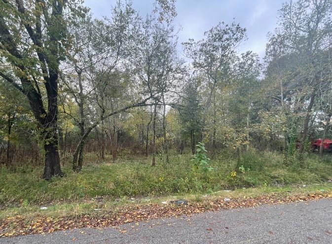 a view of a forest filled with trees