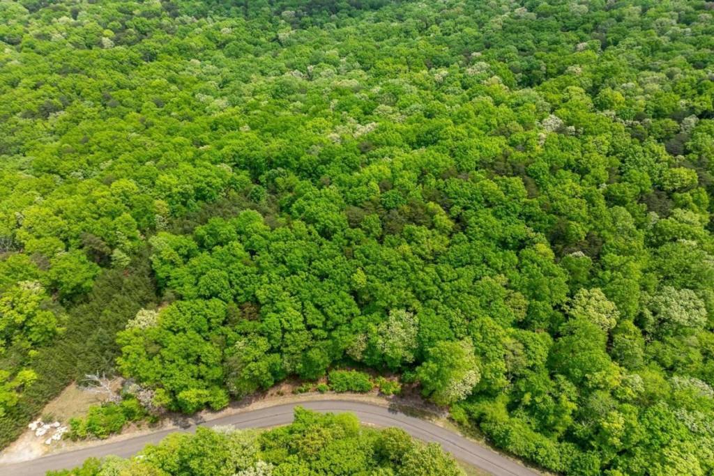 a view of a lush green forest