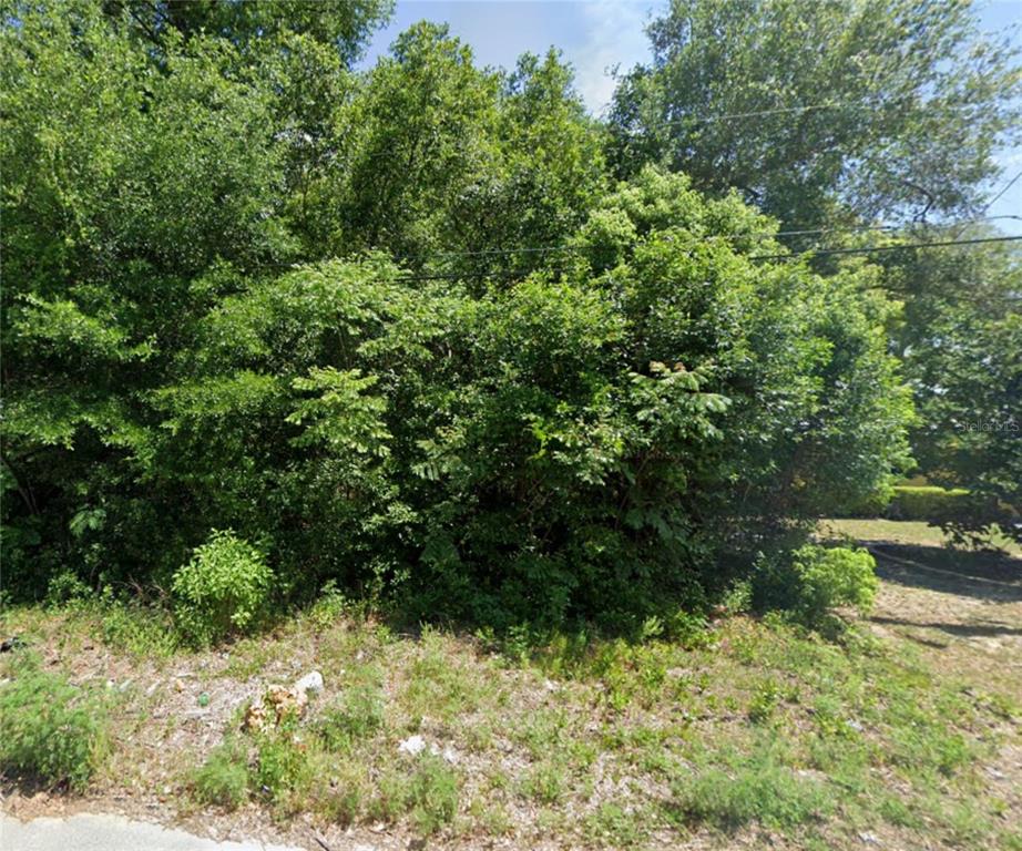 a view of a garden with plants