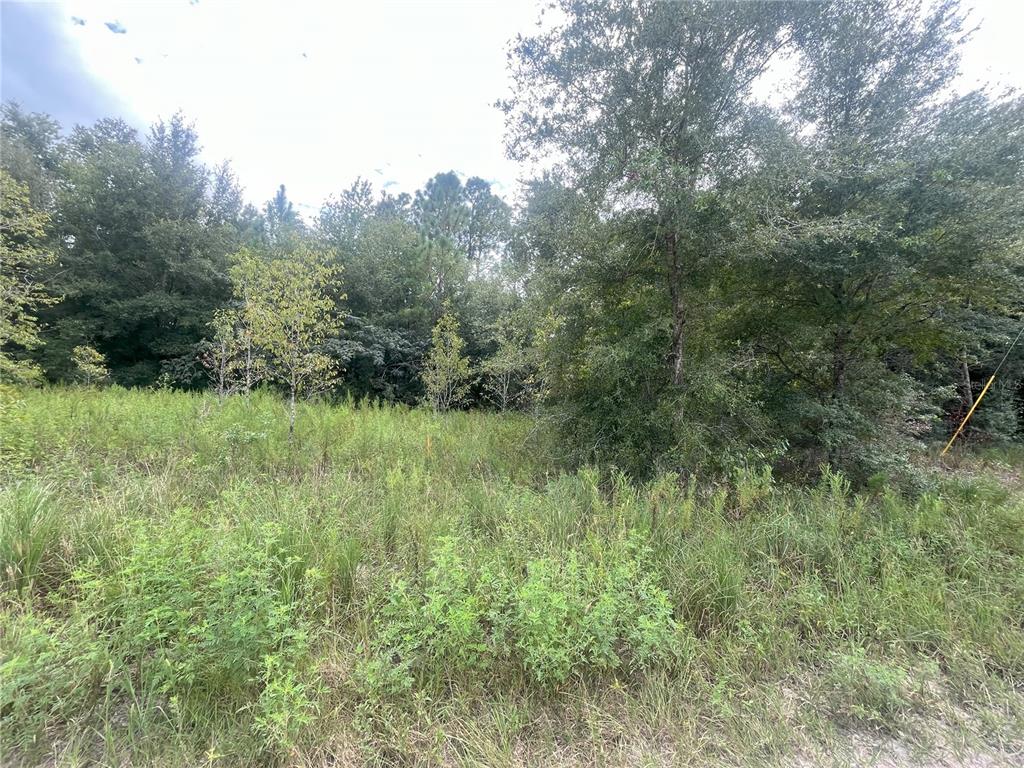 a view of a green field with lots of bushes