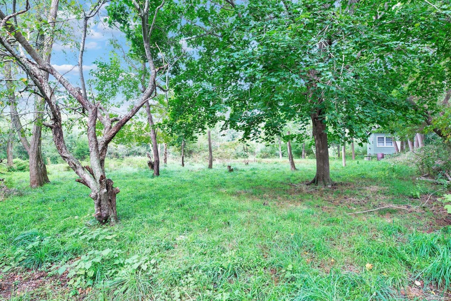 a view of a lush green forest