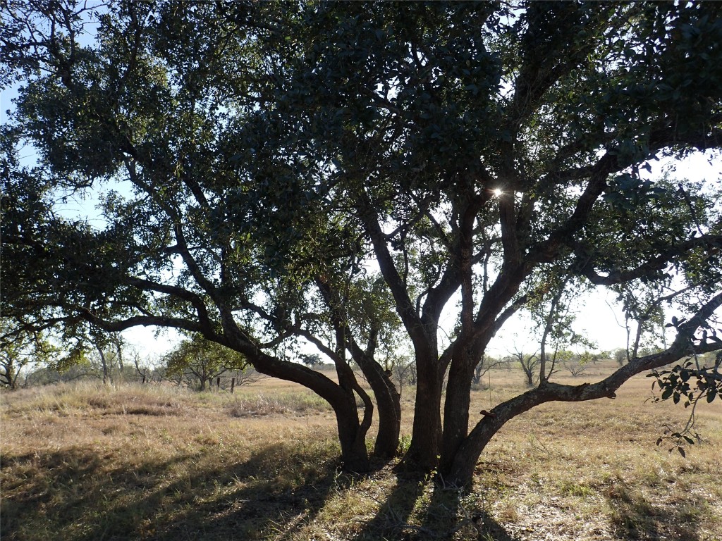 Beautiful Live Oak tree