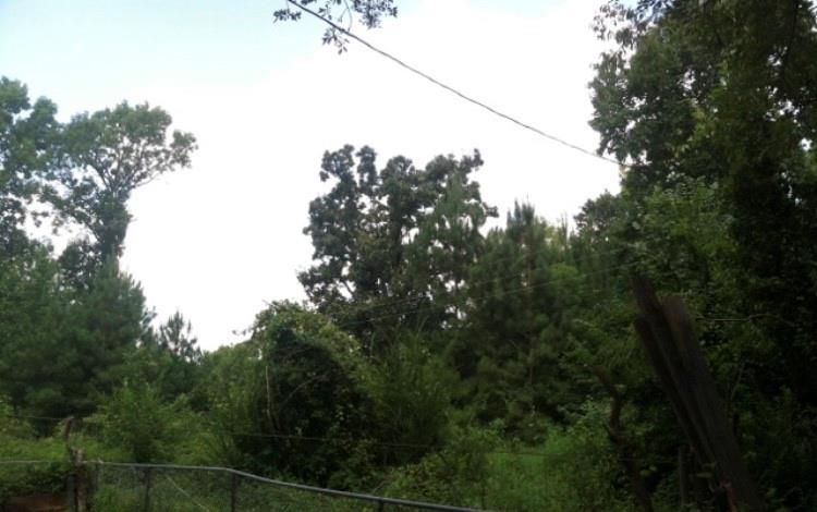 a view of a yard with a tree