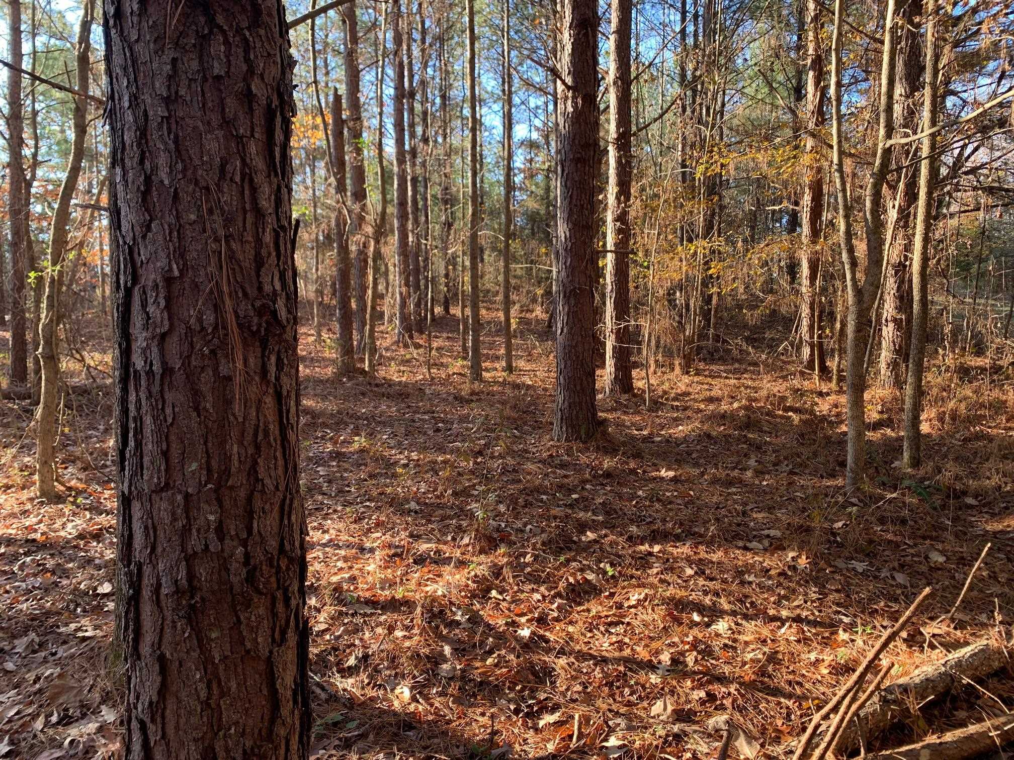 a view of a yard with trees