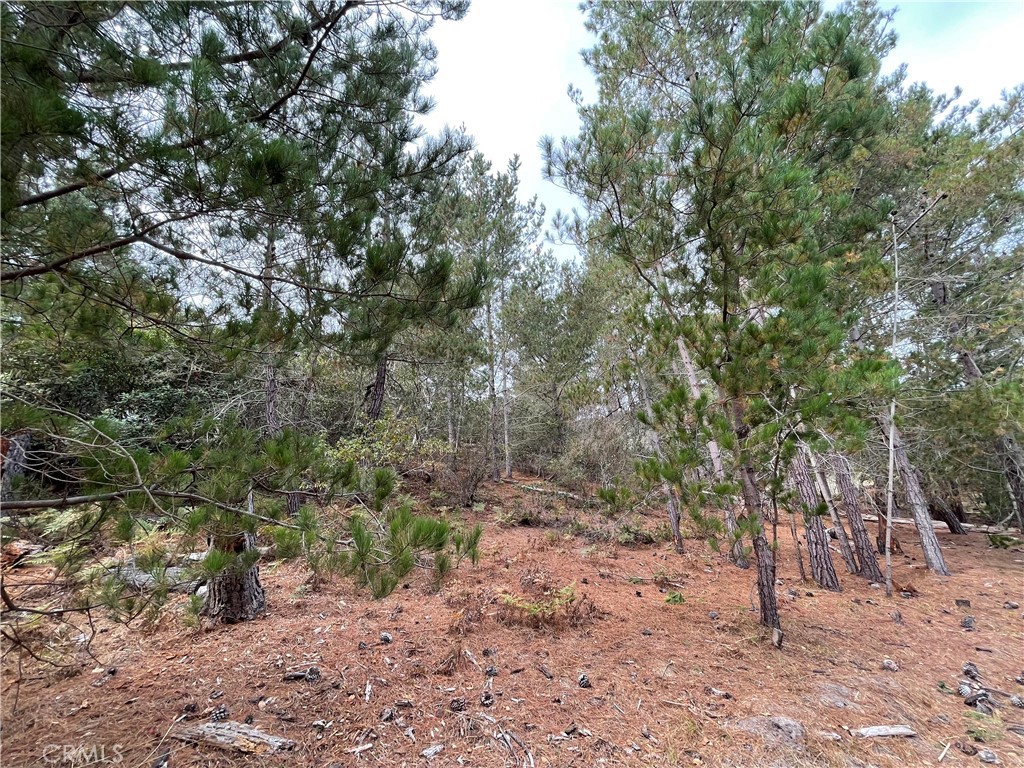 a view of a forest with trees in the background