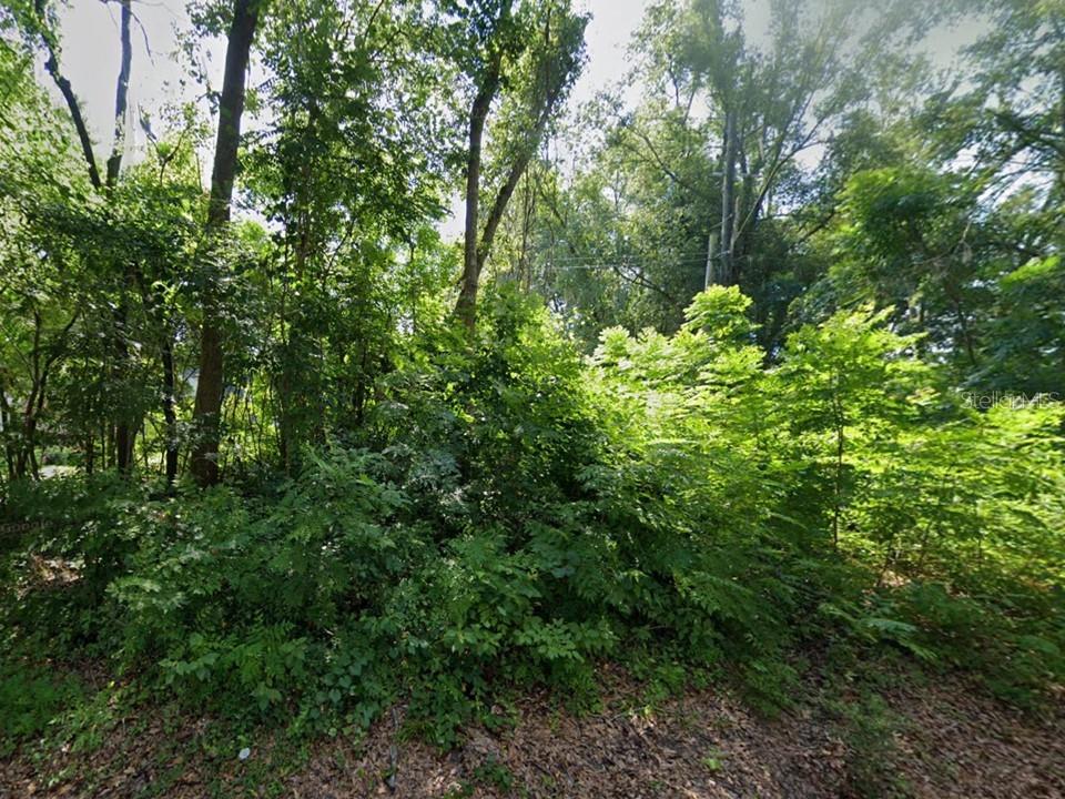 a view of a lush green forest