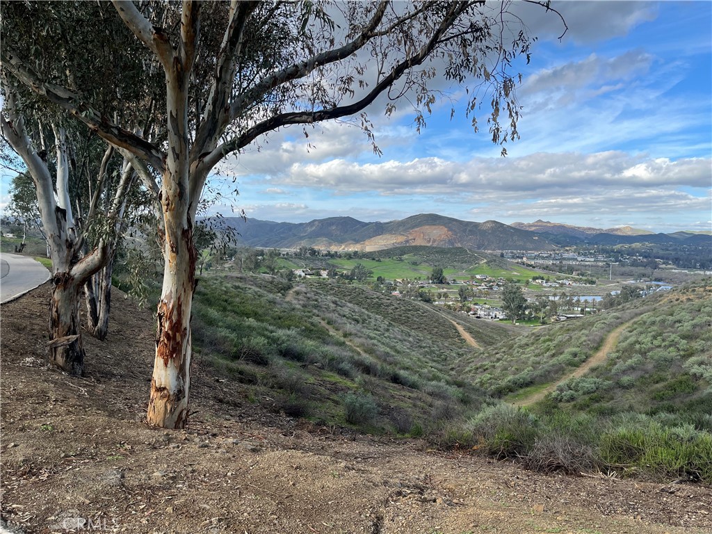 a view of a forest with a tree