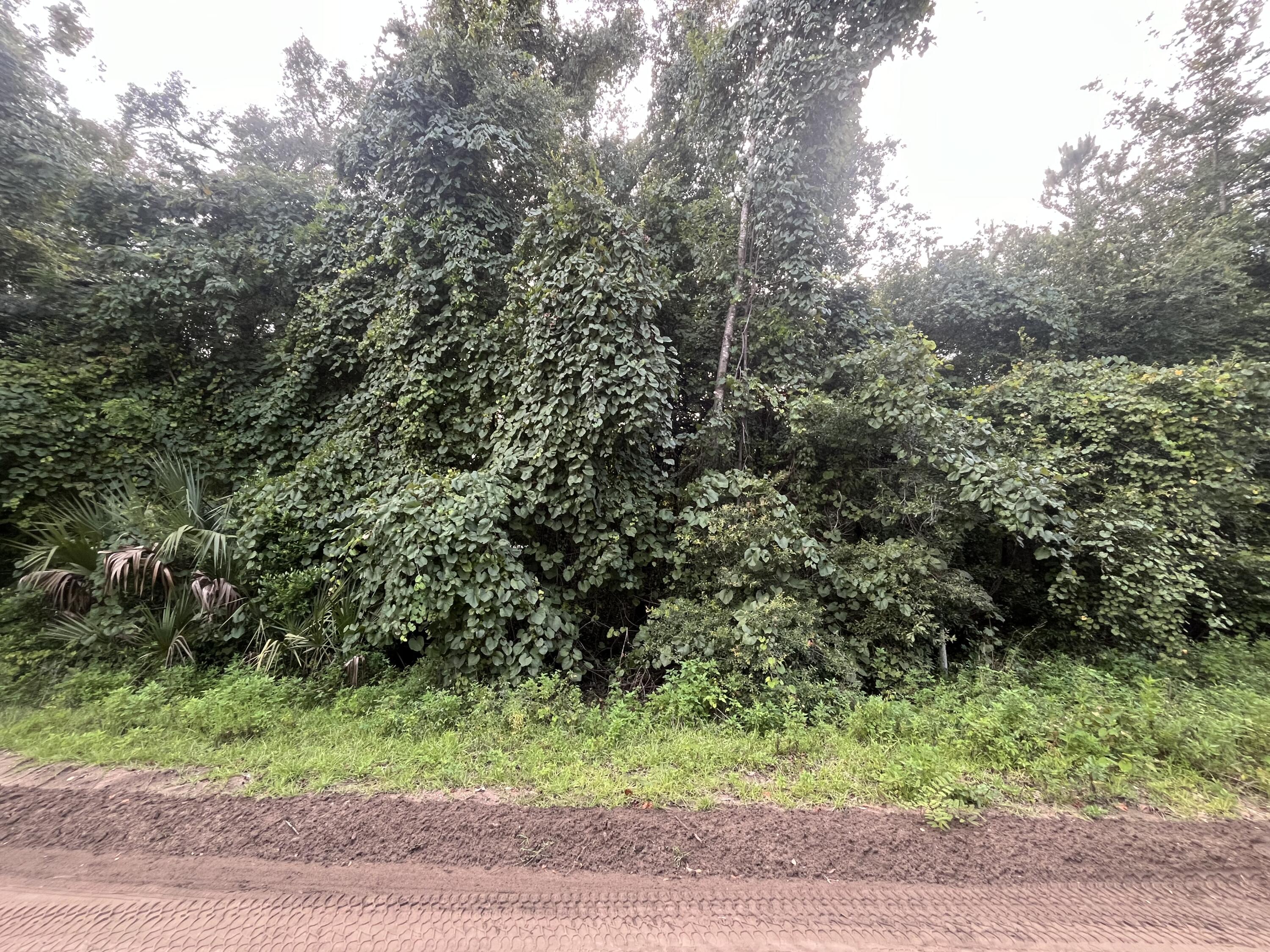 a view of a yard with plants and trees