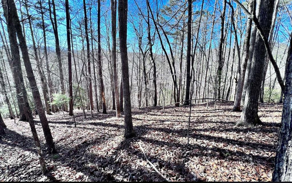 a view of a backyard with trees